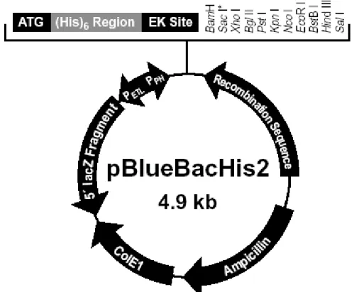 Figure 4.4: Map of pBlueBacHis2