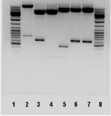 Figure 5.1: Sample digest result Lanes: