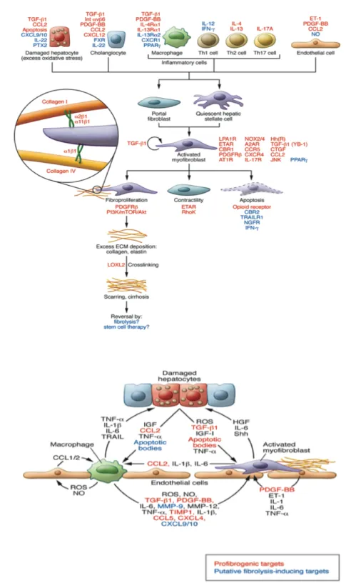Figure  1.2:  Major  molecular  units  and  mechanisms  of  the  liver  fibrosis:  a)  Fibrogenic  activation  mechanism  of  myofibroblasts