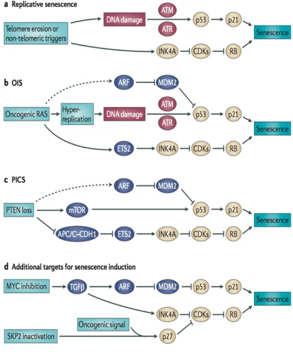 Figure  1.4:  Different  senescence  response  mechanisms:  a)  Replicative  senescence,  mainly  driven  by  shortening  of  telomere  ,  activates  p16 INK4A   expression  and  activates  DNA  damage  pathways causing in p53 induction