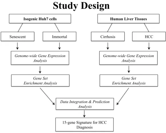 Figure 2.1: The basic study design to achieve the objectives of the thesis:  Genome- Genome-wide transcriptional profiles of senescent and immortal clones generated from parental Huh7 cell line  were determined with use of the microarray technology