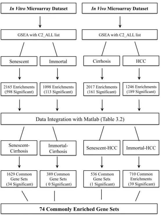 Figure 3.3: Steps of the method used for identification of 74 commonly enriched  gene sets:  In order to identify 74 significantly (p&lt;0.05) and commonly enriched gene sets in samples  of  the  in  vitro  and  in  vivo  datasets,  we  first  obtained  GS