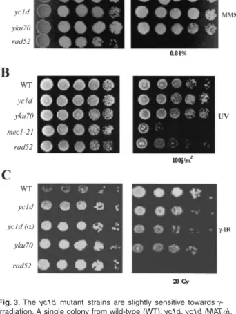 Fig. 2.  Deletion of YC1D renders cells sensitive to high temperatures. 