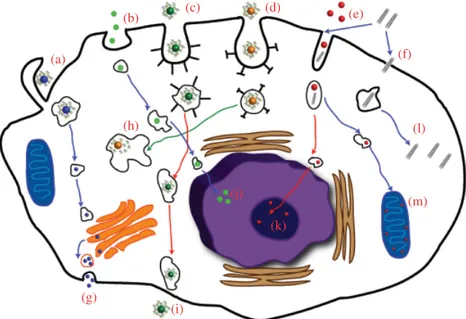 FIGURE  11.1  Uptake mechanisms and the intracellular transport of ENMs. 