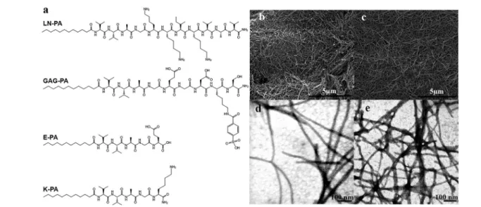 Fig. 1 (a) Chemical structures of PA molecules used in the study. SEM images of LN-PA/GAG-PA (b) and K-PA/E-PA (c) show nano ﬁber networks resembling the ﬁbrous ECM structure
