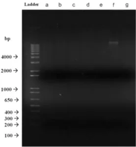 Fig. 1 Agarose gel electrophoresis image of plasmid profile of isolates.