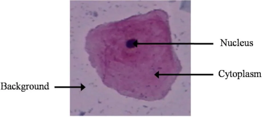 Figure 1.1: A cervical cell stained with hematoxylin-and-eosin.