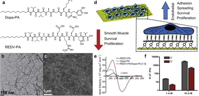 Fig. 1. (a) Design and chemical representation of PA molecules. TEM (b) and SEM (c) images revealed the nanoﬁbrous network that mimic the native matrix architecture