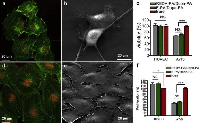 Fig. 5. Cellular morphology, viability and proliferation at 24 h and 72 h (a, b, d, e) HUVECs successfully maintained their native morphology and formed ﬁlamentous actin-based stress ﬁbers after 24 and 72 h on REDV-PA/Dopa-PA network