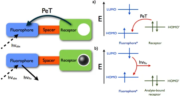 Figure 13. Molecular action of a fluorescent PeT potassium cation sensor as a molecular switch using  a macrocyclic electron donor and anthracene fluorophore