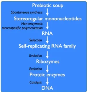 Figure 22. Origin  of  life  in  the  “prebiotic”  RNA  world. 