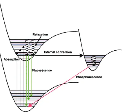 Figure 4.  Jablonski diagram showing fluorescence and phosphorescence 