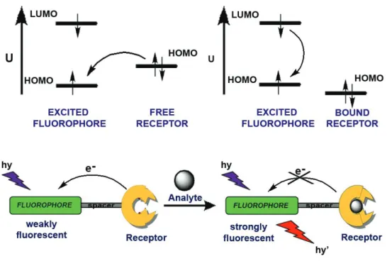 Figure  5.  Schematical representation that shows reversible control of PeT  process, hence fluorescence 