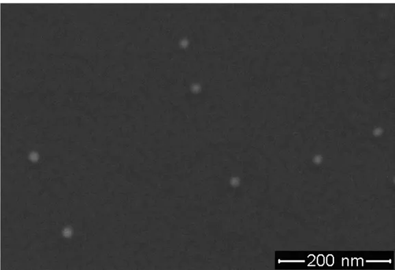 Figure 4.3.2. Scanning electron microscopy image of our diluted Au nanoparticles. 