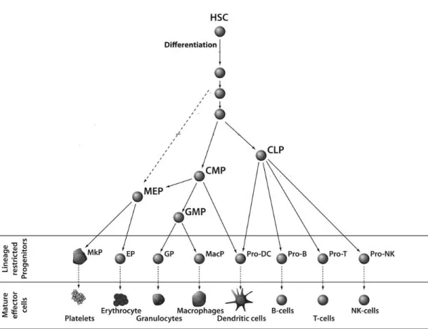 Figure  1.1  Differentiation  of  different  kinds  of  blood  cells  from  hematopoietic  stem cells