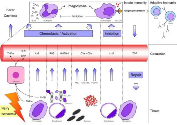 Figure 1.2 Innate immunity in tissue damage. (Copyright © 2006 BioMed Central  Ltd. Reproduced with permission from ref.[13]) 