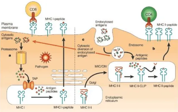 Figure 1.3 Different antigen-processing pathways for the MHC class I and class  II  molecules