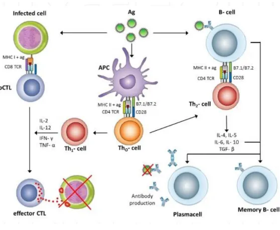 Figure 1.4 Overview of the adaptive immune responses after virus recognition by  antigen  presenting  cells