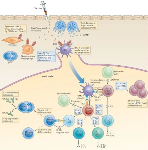 Figure  1.5  Induction  of  adaptive  immune  responses  to  vaccines  through  PRR- PRR-mediated  dendritic  cell  activation