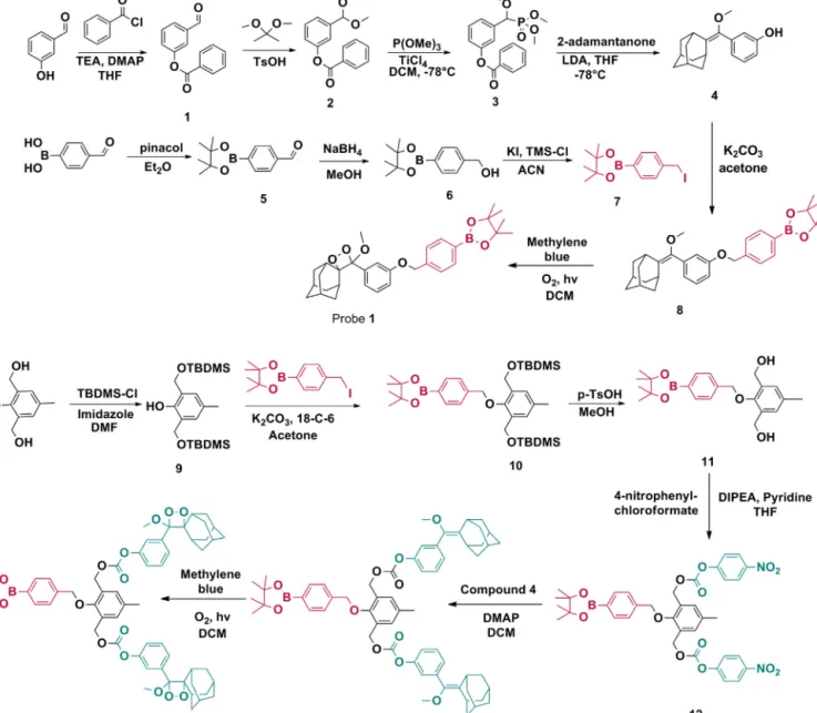 Fig. 1. Chemiluminescence response of probes 1 (A) and 2 (B) in the presence of increasing H 2 O 2 concentrations wherein 1–50 equiv