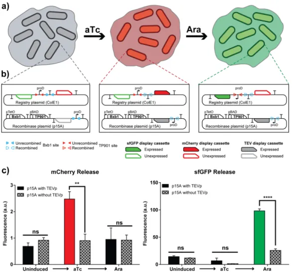 Figure 5. Display-release system can be engineered to secrete multiple proteins in a de ﬁned order