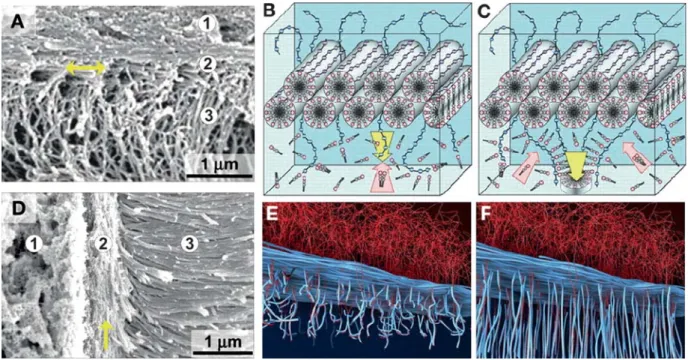 Fig. 1 A is the SEM image of the sac membrane after forming for 30 min. The upper side is the hyaluronic acid (HA) solution and lower side the peptide amphiphile (PA) solution, with a solid membrane in between