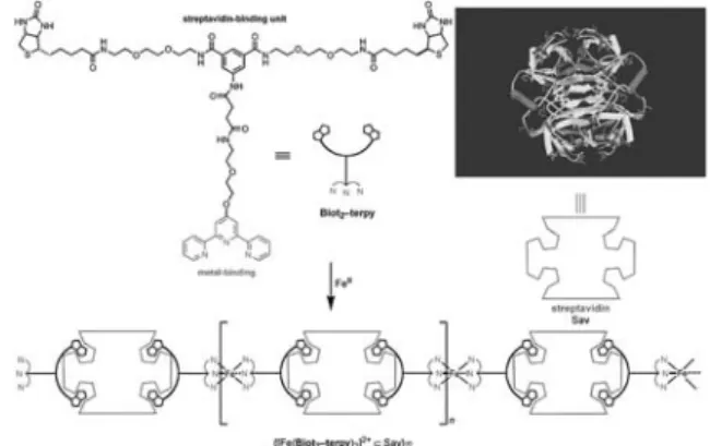 Fig. 3 SEM images of MOPF bundles containing CaCl 2 . (a) 8  10 7 M Fe solution containing 0.05 M CaCl 2 , 5 min at RT; and (b) a zoom into it.