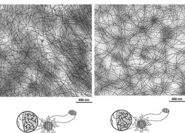 Fig. 12 Cryo-TEM images of the 1% unreacted (a) and 0.05% cross- cross-linked (b) wormlike micelles