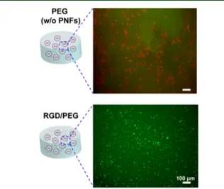 Figure 7. Representative live/dead micrographs of Saos-2 cells encapsulated within three-dimensional (top) PEG (w/o PA  nano-ﬁbers) and (bottom) nanoﬁbrous RGD/PEG composite scaﬀolds at day 7