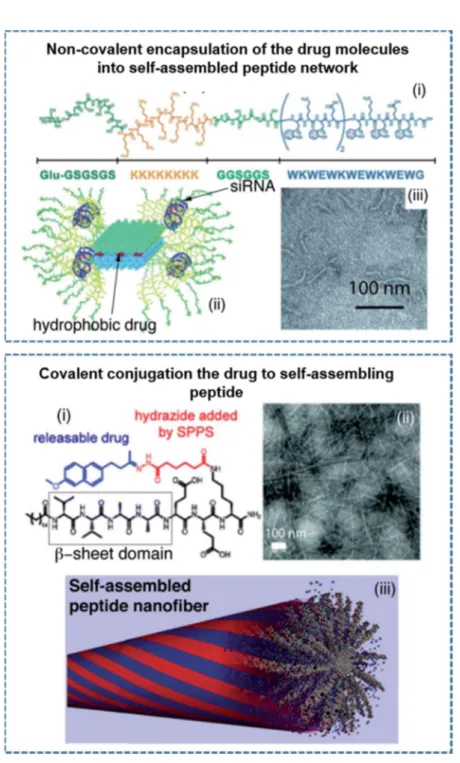Figure 1.11 Controlled drug delivery through self-assembled peptide assemblies via  non-covalent encapsulation or covalent conjugation of the drug molecules (Adapted  from Ref