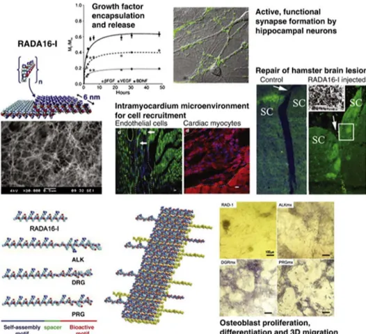Figure  1.12  Self-assembled  RADA16-I  peptide  scaffolds  examined  for  different  regenerative  medicine  applications  (Adapted  from  Ref