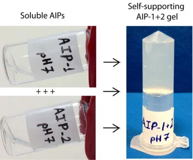 Figure 2.6 Self-supporting 2% (w/v) coassembled AIP gel (AIP-1+2) formed after  mixing AIP-1 and AIP-2 solutions at pH 7.4 in water  