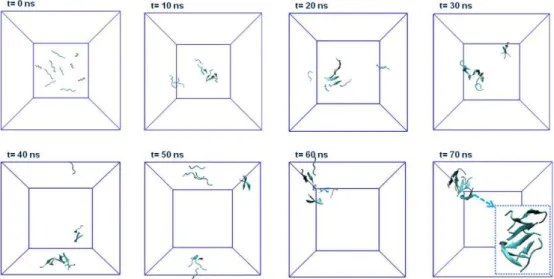 Figure  2.7  Selected  snapshots  of  simulation  of  AIP-1  and  AIP-2  peptides  (five  molecules per each peptide) obtained by 70 ns Molecular Dynamics Simulations 