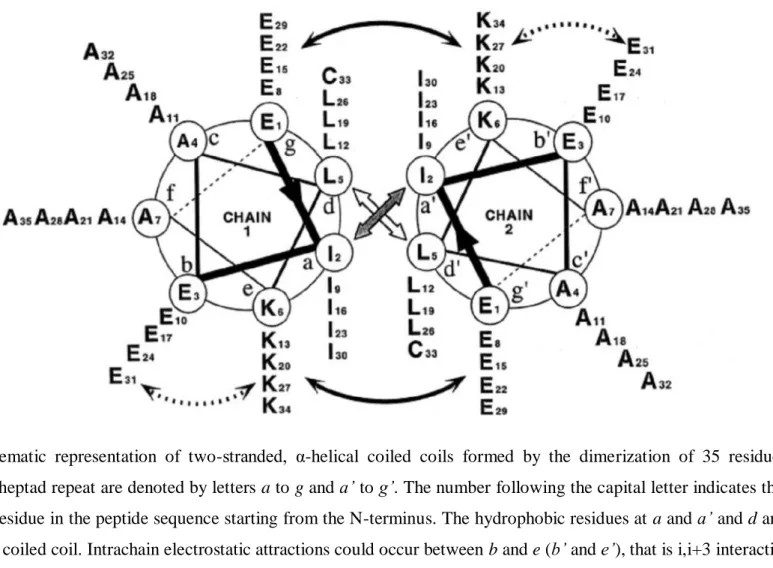Figure  1.3  Schematic  representation  of  two-stranded,  α-helical  coiled  coils  formed  by  the  dimerization  of  35  residue  sequences