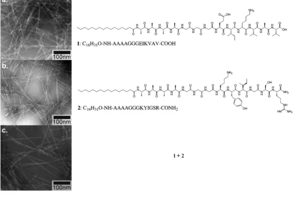 Figure 1.5. TEM images of nanofibers of a. 1 at acidic pH, b. 2 at basic pH, and c. 
