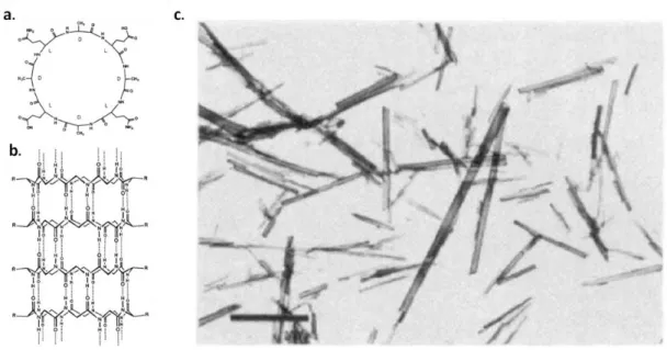 Figure  1.9.  a.  A  structural  formula  of  the  circular  peptide.  b.  A  representation  of  self-assembled  tubular  nanostructure