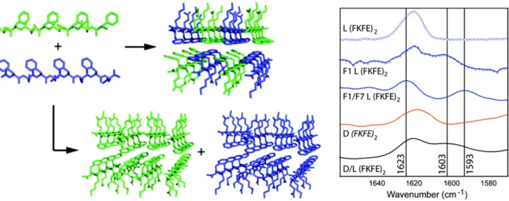 Figure 4. Schematic representation of self-assembly of enantiomeric, amphipathic peptides into co-assembled rippled β-sheet ﬁbrils (right).