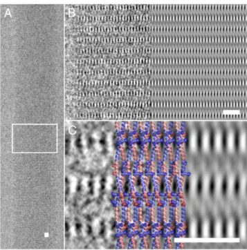 Figure 6. Direct visualization of the self-assembled dimeric α-helical coiled coils within peptide assemblies (a), and (b, c) the regular lattice of high-contrast striations within the magni ﬁed region before (left) and after (right) image processing