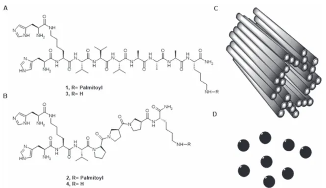 Figure 8. Chemical structures of peptide molecules (A) and (B), schematic representation of self-assembled nanoﬁbres (C) and spherical aggregates (D).