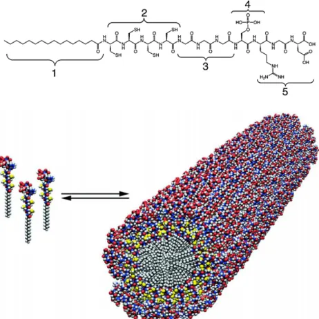 Figure 7 Peptide amphiphile chemical structure demonstrating, alkyl tail (1), consecutive cysteine residues (2), ﬂexible linker region of three glycine residues (3), a single phosphorylated serine residue (4) and cell adhesion ligand RGD (5)
