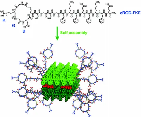 Figure 9 Self-assembly of the nanoribbon by a cyclic RGD segment, a ﬂexible linker segment (Ser Gly-Ser-Gly) and a ␤-sheet forming peptide segment (Phe-Lys-Phe-Glu-Phe-Lys-Phe-Glu: FKE)