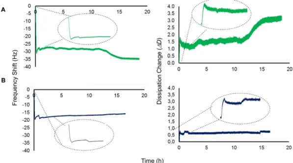 Fig. 3. Interaction of the CsgA or CsgB monomers with CsgA or CsgB polymers monitored by QCM-D