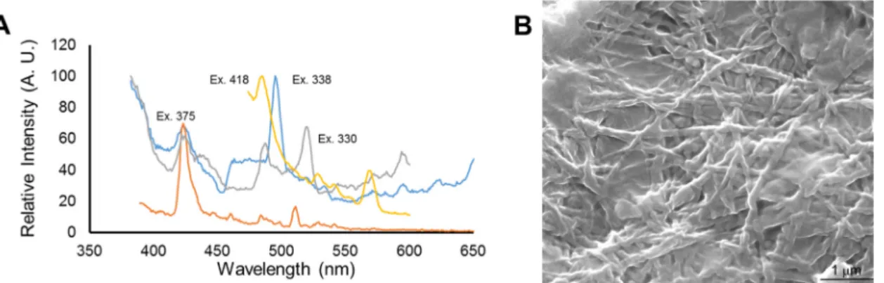 Fig. 7. (A) Fluorescence emission spectra of the CsgA polymer dissolved in chloroform at four different excitation wavelengths (330 nm, 338 nm, 375 nm and 418 nm)