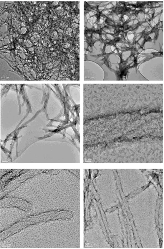 Figure 2.6 TEM images of ZnPc with PA at pH 8 (0.22 wt% PA). 