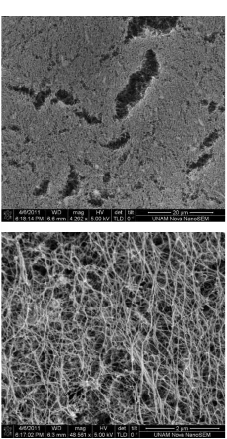 Figure 2.17 SEM images of critical point dried PA gel at pH 8 (0.6 wt%). 