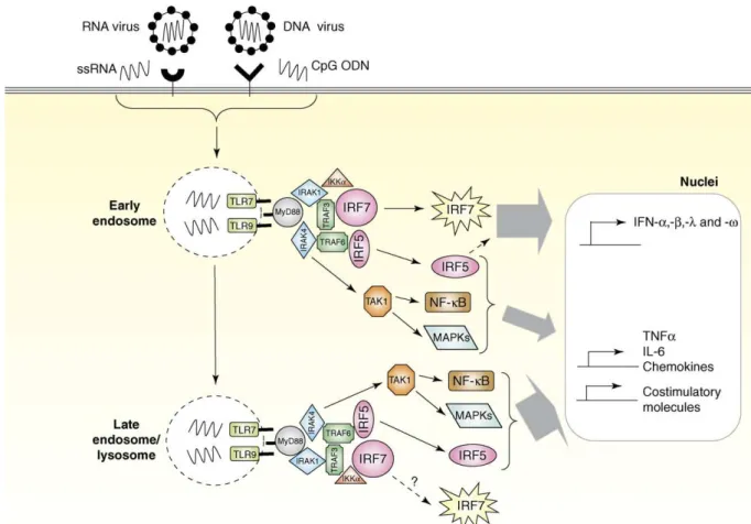 Figure 1.2. Signaling pathway activated through TLR7 and TLR9 (Cao W, 2007) 