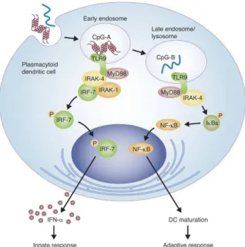 Figure  1.6.  Dichotomy  of  different  CpG  ODN  types  delivered  to  early  or  late  endosomes  induce innate or adaptive immune responses, respectively, in pDCs (Williams R, 2006)