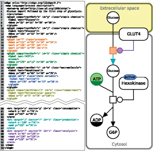 Figure 2.2: SBGN-ML Sample [2]