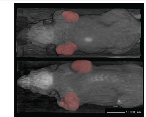 Figure 10. Birds-eye view 3D volume rendering of the segmentation results (red) superimposed on the microCT image (grey) for two mice.