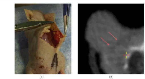Figure 1. (a) A shoulder-borne subcutaneous tumour being cut away from the mouse body.